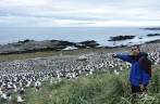Visita à maior colônia de albatrozes-de-sobrancelha do mundo, em Steeple Jason, no noroeste das Ilhas Malvinas